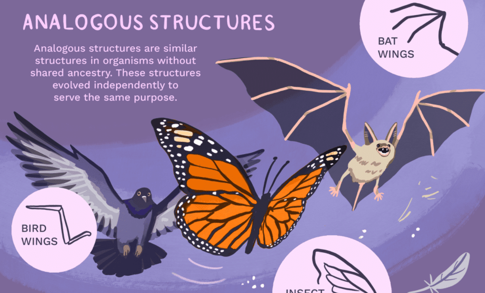 Analogous Structures